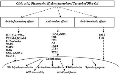 Vasculoprotective Role of Olive Oil Compounds via Modulation of Oxidative Stress in Atherosclerosis